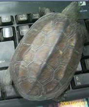 金钱龟