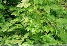 金秀绞股蓝茶