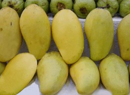 杨梅金皇芒果