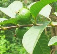 番石榴叶茶