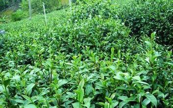 丹仙湖茶