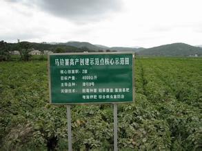 竹园马铃薯