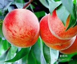 南山甜桃