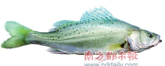 白蕉海鲈