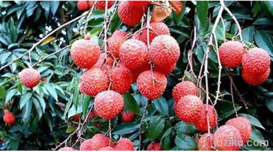 大朗荔枝