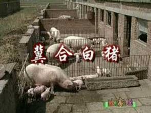 冀合白猪