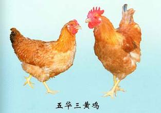 五华三黄鸡