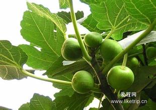 阳山无花果
