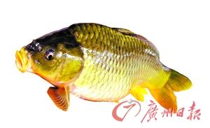 文鲤