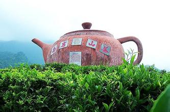 西岩茶