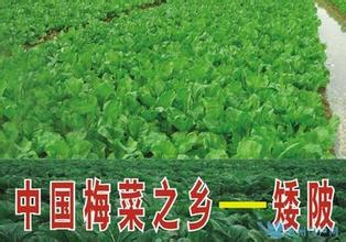 矮陂梅菜