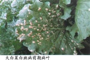 江门白菜