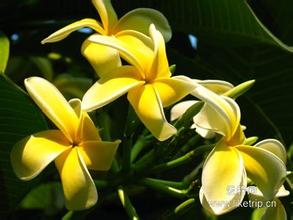 星岩蛋花