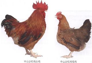 沙栏鸡
