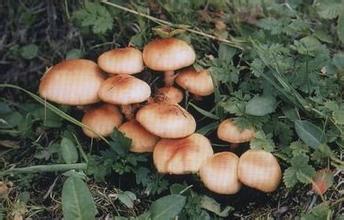 繁峙台蘑