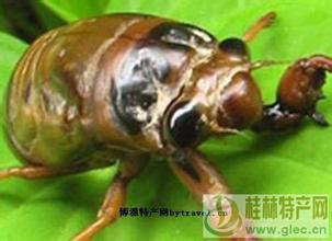 梨园金蝉