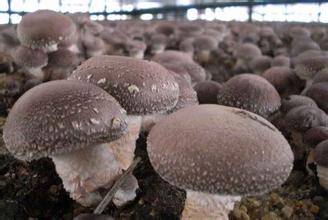 沁源食用菌