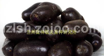 黑马铃薯
