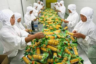 万全鲜食玉米