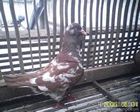 光华肉鸽