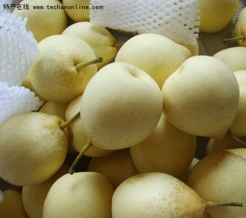魏县鸭梨