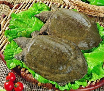 吴王渡黄河鳖