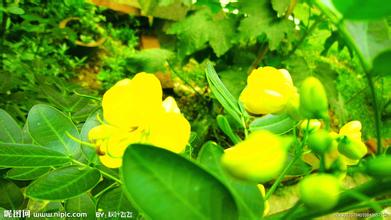 古交黄花