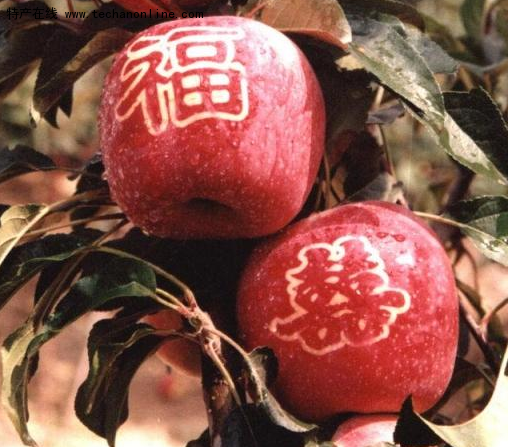 吉县苹果