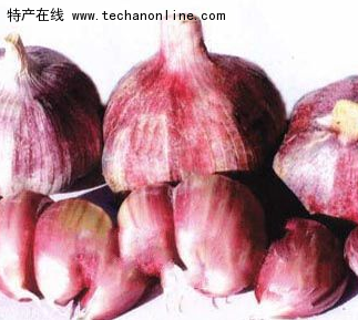 长凝大蒜