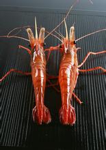 河北对虾