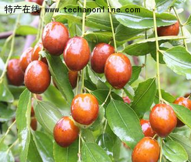 河北小枣