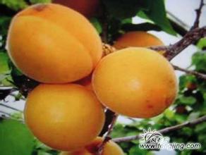 延庆杏