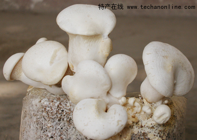 白灵菇