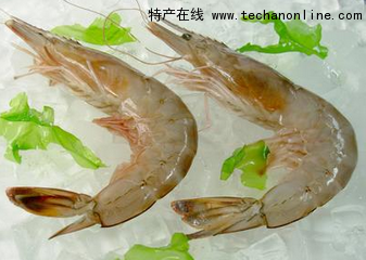 汉沽东方对虾