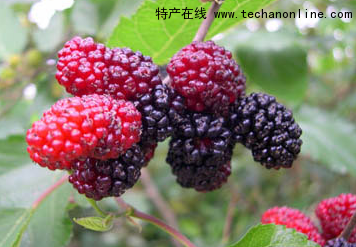 红花峪桑葚