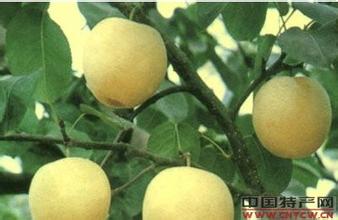 孩梨
