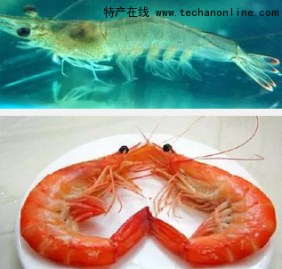 中国对虾
