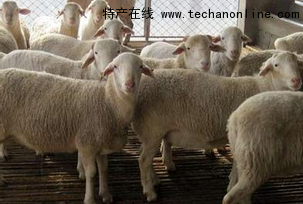 白头萨福克羊