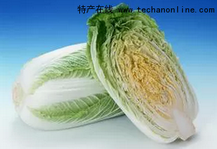 天津大白菜