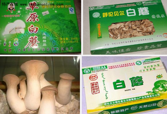 呼伦贝尔草原白蘑