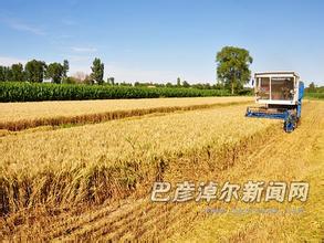 河套小麦