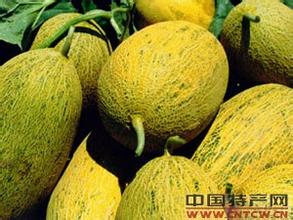 河套蜜瓜