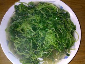 地毛菜