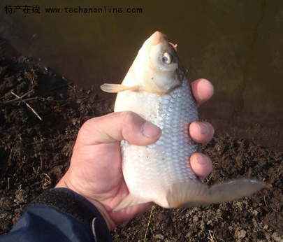 方正银鲫