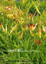 苏尼特黄花菜