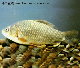 达里湖鲫鱼