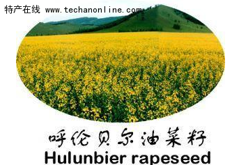 呼伦贝尔油菜籽