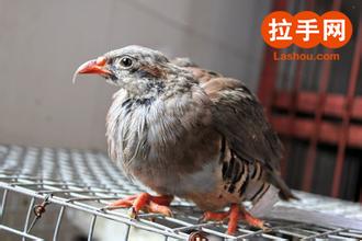 飞龙鸟
