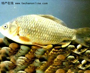方正银鲫