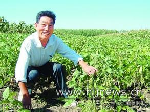 甘南大豆